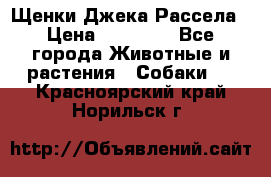 Щенки Джека Рассела › Цена ­ 10 000 - Все города Животные и растения » Собаки   . Красноярский край,Норильск г.